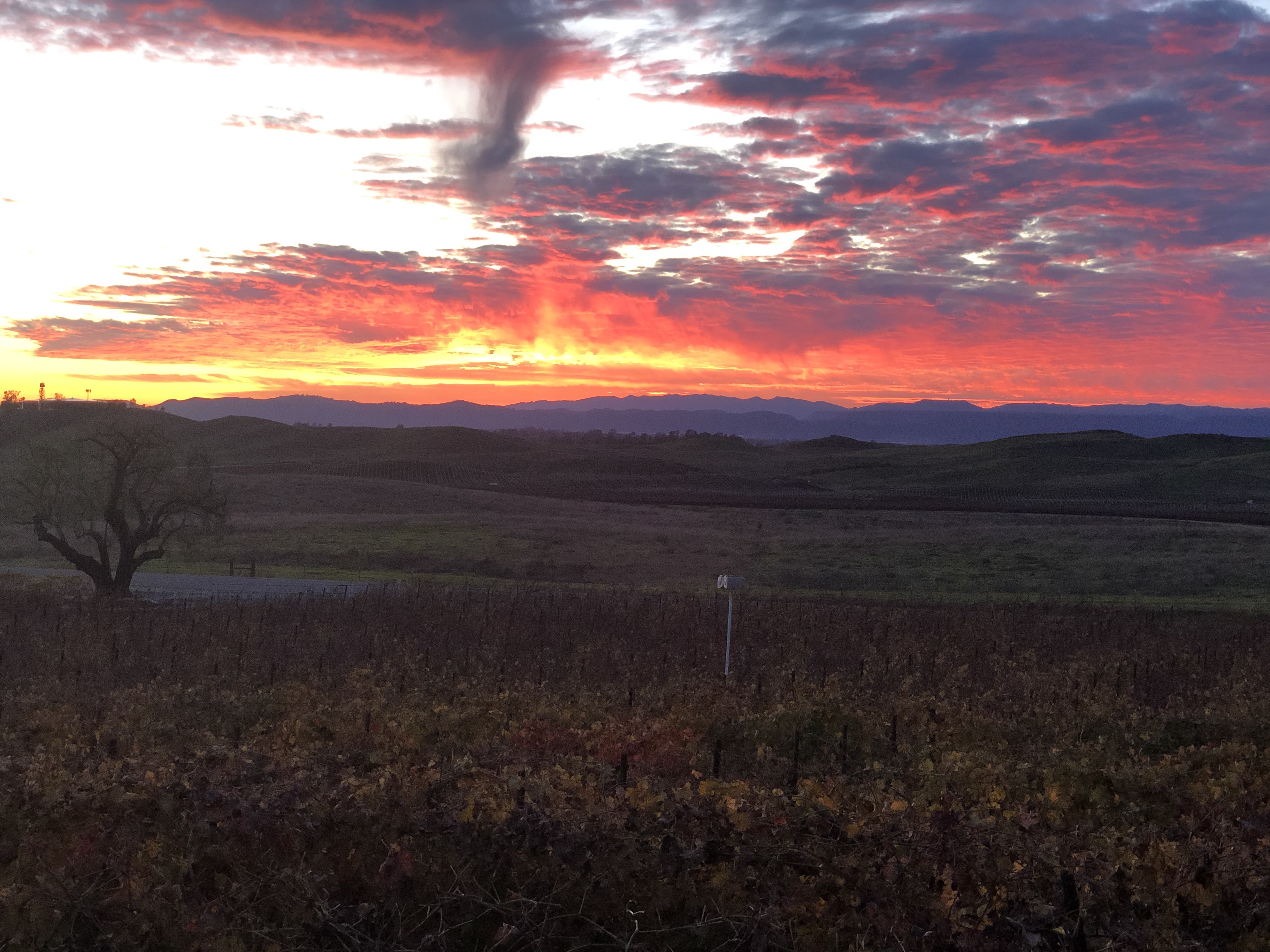 Sunset over a vineyard and rolling hills